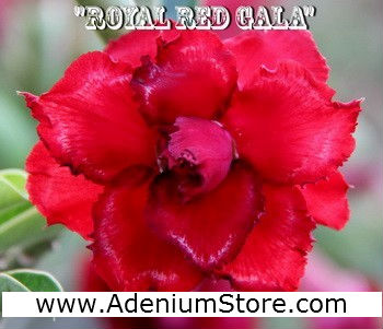 (image for) New Rare Adenium 'Royal Red Gala' 5 Seeds - Click Image to Close